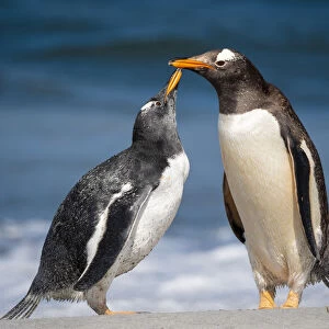 Gentoo penguins (Pygoscelis papua) pair, Sea Lion Island, Falkland Islands