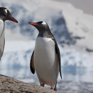 Two Gentoo penguins (Pygoscelis papua) on rock, Neko Harbour, Andvord Bay, Antarctic peninsula