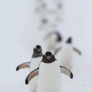 Gentoo penguins (Pygoscelis papua) walking in line, returning to nesting area, Port Charcot Gentoo penguins (Pygoscelis papua) walking in line, returning to nesting area, Port Charcot