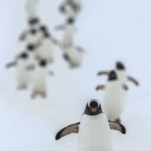 Gentoo penguins (Pygoscelis papua) walking in line, returning to nesting area, Port Charcot Gentoo penguins (Pygoscelis papua) walking in line, returning to nesting area, Port Charcot