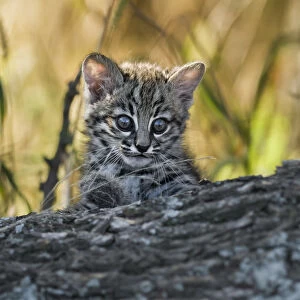 Geoffroys cat, (Leopardus geoffroyi) Calden Forest, La Pampa, Argentina