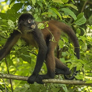 Geoffroys spider monkey (Ateles geoffroyi) walking along branch, Corcovado National Park
