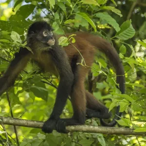 Geoffroy's Spider Monkey Print Geoffroy's Spider Monkey Print