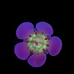 Geraldton wax flower (Chamelaucium uncinatum), nectar fluorescing in UV light. Western Australia. Controlled conditions, focus stacked. Series 1/2