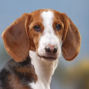 German Hound male, 6 months German Hound male, 6 months