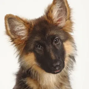 German Shepherd / Alsatian, puppy, 4 months, portrait with head tilted to one side German Shepherd / Alsatian, puppy, 4 months, portrait with head tilted to one side