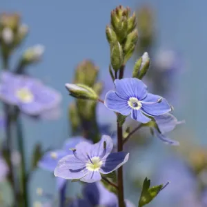 Germander speedwell (Veronica chamaedrys) clump flowering in a chalk grassland meadow