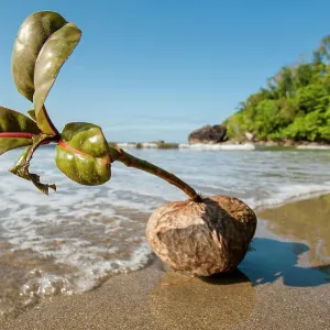 Semilla germinada de árbol de veneno marino (Barringtonia asiatica) lavada por la orilla. Península Masoala, Parque Nacional Masoala, Madagascar. Semilla germinada de árbol de veneno marino (Barringtonia asiatica) lavada por la orilla. Península Masoala, Parque Nacional Masoala, Madagascar.