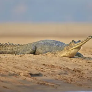 Gharial (Gavialis gangeticus), on river bank, Chambal river, Uttar Pradesh, India Gharial (Gavialis gangeticus), on river bank, Chambal river, Uttar Pradesh, India