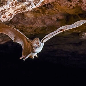 Ghost bat (Macroderma gigas) in flight, Pine Creek, Northern Territory, Australia