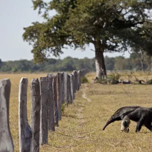 Giant Anteater (Myrmecophaga tridactyla) approaching livestock fence, Pantanal. Brazil