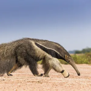 Giant anteater (Myrmecophaga tridactyla) walking in habitat, Hato El Cedral. Llanos