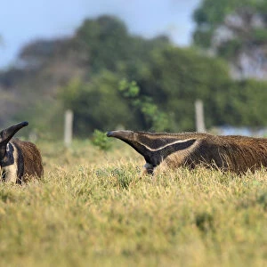 Giant Anteater (Myrmecophaga tridactyla), two sniffing air in savanna. Caiman Ecological Refuge