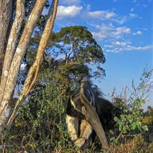 Giant anteater (Myrmecophaga tridactyla) foraging for ant and termite nests across savannah grassland, Caiman Ecological Refuge, Pantanal, Brazil Giant anteater (Myrmecophaga tridactyla) foraging for ant and termite nests across savannah grassland, Caiman Ecological Refuge, Pantanal, Brazil