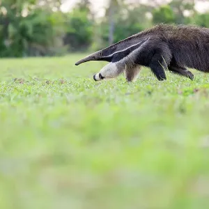 Giant anteater print, walking in Pantanal, Brazil Giant anteater print, walking in Pantanal, Brazil