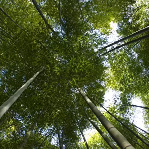 Giant bamboo (Cathariostachys) view up into canopy from the forest floor, Kyoto