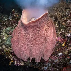 Giant barrel sponge (Xestospongia testudinaria) releases a large cloud of gametes as it