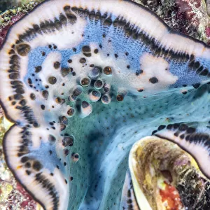Giant clam (Tridacna gigas) mantle detail, Red Sea, Egypt