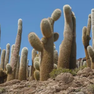 Cactus gigantes de Cordón (Echinopsis atacamensis) en la Isla Incahuasi en el salar de Uyuni. Cactus gigantes de Cordón (Echinopsis atacamensis) en la Isla Incahuasi en el salar de Uyuni.