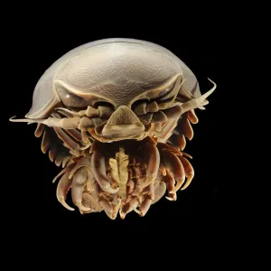 Giant Deep-Sea Isopod Print