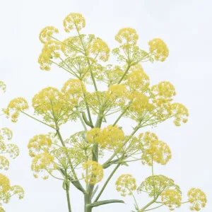 Giant fennel (Ferula communis) flowering umbels. Cyprus. April