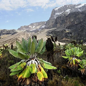 Giant groundsel (Dendrosenecio sp) at 4000m altitude on slopes of Mount Kilimanjaro