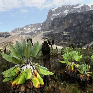 Giant Groundsel Print at 4000m Altitude Giant Groundsel Print at 4000m Altitude