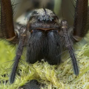 Araignée géante de maison (Eratigena atrica) en gros plan montrant des mandibules larges, Banbridge. Araignée géante de maison (Eratigena atrica) en gros plan montrant des mandibules larges, Banbridge.