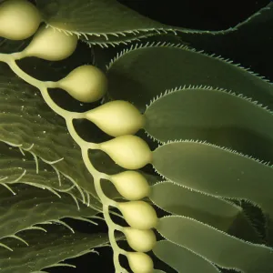 Giant Kelp (Macrocystis pyrifera) close up with detail of floats. Catalina Island