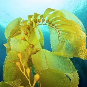 L'algue géante (Macrocystis pyrifera) s'élevant vers la surface de la mer, au large de l'île Santa Barbara, Californie, États-Unis, océan Pacifique. L'algue géante (Macrocystis pyrifera) s'élevant vers la surface de la mer, au large de l'île Santa Barbara, Californie, États-Unis, océan Pacifique.