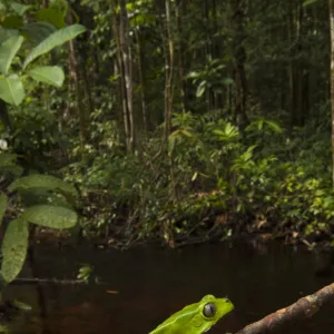 Giant leaf frog (Phyllomedusa bicolor) climbing along branch in rainforest, Iwokrama Reserve