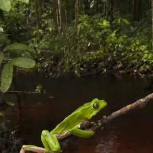 Giant leaf frog (Phyllomedusa bicolor) climbing along branch in rainforest, Iwokrama Reserve Giant leaf frog (Phyllomedusa bicolor) climbing along branch in rainforest, Iwokrama Reserve
