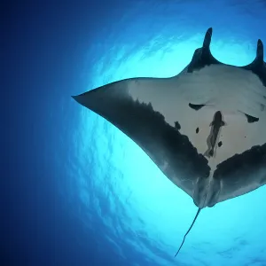 Giant Manta Ray (Manta birostris), San Benedicto Island, Revillagigedo Archipelago