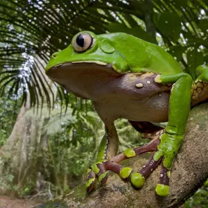 Giant monkey frog print on branch, Peru Giant monkey frog print on branch, Peru