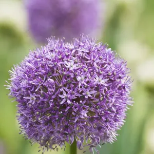 Oignon géant en fleur (Allium giganteum), cultivé au Jardin botanique de Brunswick. Oignon géant en fleur (Allium giganteum), cultivé au Jardin botanique de Brunswick.