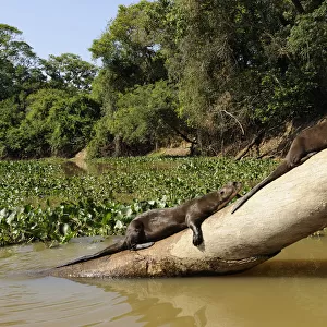 Two Giant Otter / Giant Brazilian Otter (Pteronura brasiliensis) sunbathing on a tree trunk