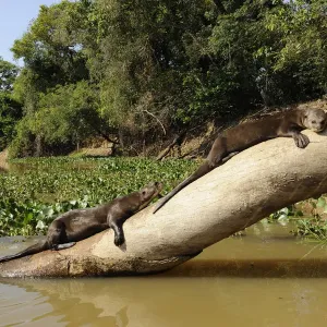 Two Giant Otters sunbathing on a tree trunk Print Two Giant Otters sunbathing on a tree trunk Print
