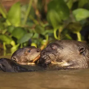 Giant Otter Print - Adult with Young in Water, Pantanal, Brazil Giant Otter Print - Adult with Young in Water, Pantanal, Brazil