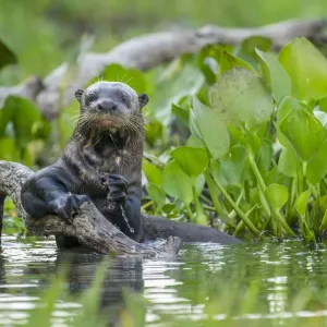 Giant Otter Print: A Lagoon Scene Giant Otter Print: A Lagoon Scene