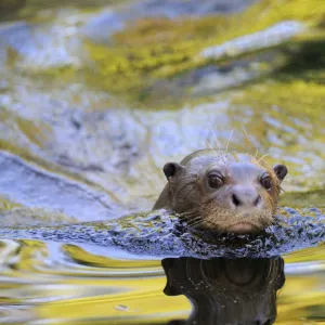 Giant otter (Pteronura brasiliensis) swimming, captive, from Pantanal, Brazil, IUCN