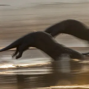 Giant Otters (Pteronura brasiliensis) running along a sand bar