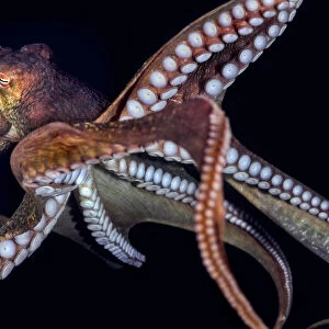 Giant Pacific octopus (Enteroctopus dofleini) showing arms and suckers, Vernon Rock