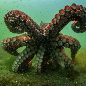 Gigante Pacifico (Enteroctopus dofleini) ottusa libertà dopo la liberazione dalla cattività, Isola di Vancouver, Columbia Britannica, Canada, Oceano Pacifico. Gigante Pacifico (Enteroctopus dofleini) ottusa libertà dopo la liberazione dalla cattività, Isola di Vancouver, Columbia Britannica, Canada, Oceano Pacifico.