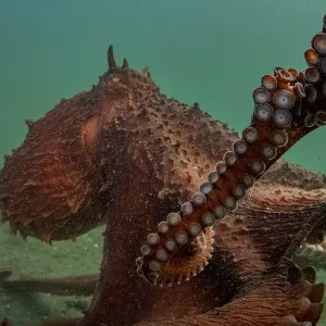 Giant Pacific octopus (Enteroctopus dofleini) experiencing freedom after release from captivity, Vancouver Island, British Columbia, Canada, Pacific Ocean Giant Pacific octopus (Enteroctopus dofleini) experiencing freedom after release from captivity, Vancouver Island, British Columbia, Canada, Pacific Ocean