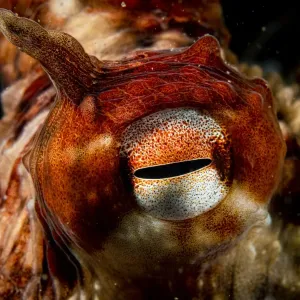 Giant Pacific octopus (Enteroctopus dofleini) eye detail, Vancouver Island, British Columbia, Canada, Pacific Ocean Giant Pacific octopus (Enteroctopus dofleini) eye detail, Vancouver Island, British Columbia, Canada, Pacific Ocean