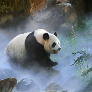 Giant panda (Ailuropoda melanoleuca) female Huan Huan out in her enclosure in mist