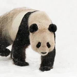 Giant panda (Ailuropoda melanoleuca) walking in snow captive (born in 2000) Occurs China