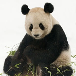 Giant panda (Ailuropoda melanoleuca) feeding on bamboo in the snow, captive (born