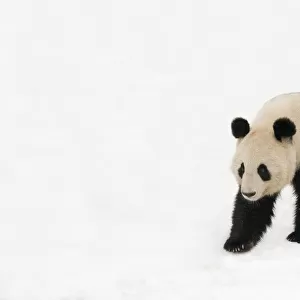 Giant panda (Ailuropoda melanoleuca) walking in deep snow, captive (born in 2000)