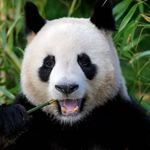Giant panda (Ailuropoda melanoleuca) feeding on bamboo, captive, Zoo Parc de Beauval